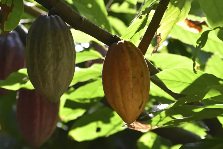 cacao