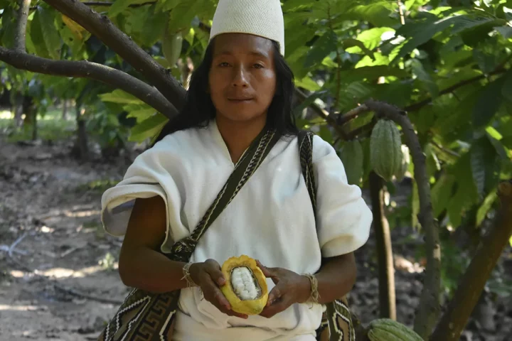 cacao arhuacos