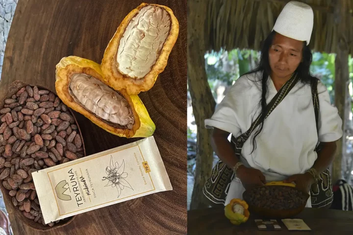 el mejor cacao de colombia