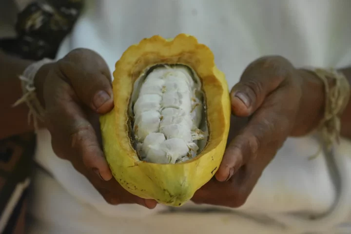 explicacion del cacao arhuaco