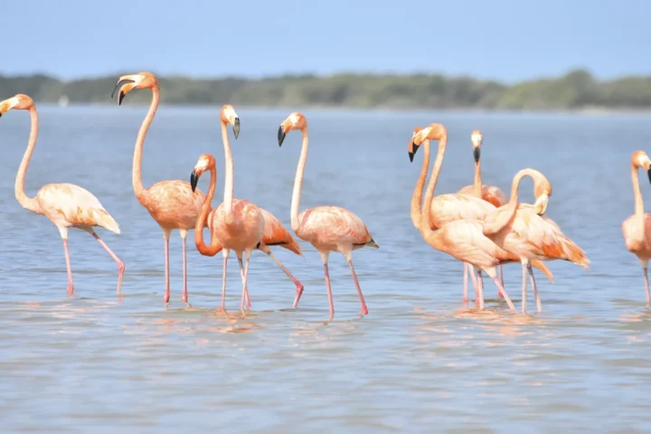 parque de los flamencos