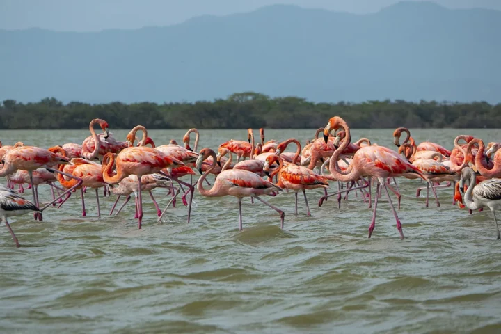 pnn los flamencos