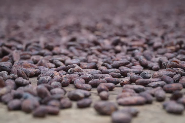 proceso del cacao arhuacos