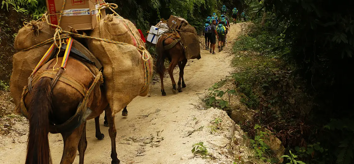 Como Llegar a la Ciudad Perdida en Santa Marta 2025 8 transporte en mula a ciudad perdida