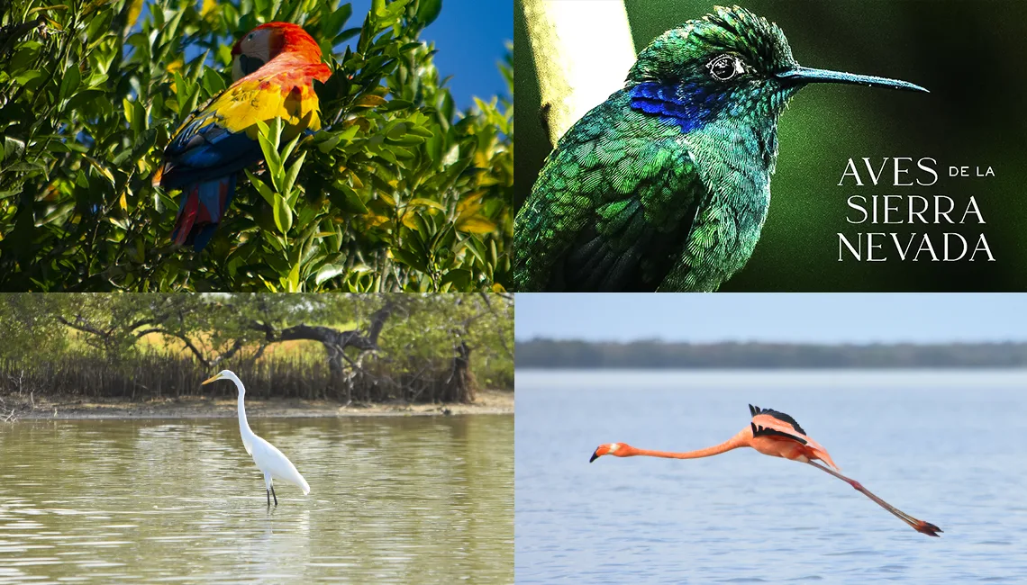 El Avistamiento de Aves en Santa Marta: Una Guía Completa 4 observacion de aves en santa marta